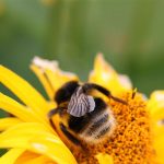 Les abeilles à portée de clic