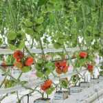 À la découverte des tomates et concombres
