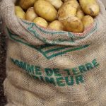 La pomme de terre primeur à l’honneur