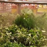 Au service du « manger frais »