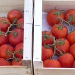 Des tomates sans goût