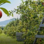 Pomme 2019/2020 : rester sur ses gardes malgré de bons fondamentaux