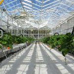 Une nouvelle serre d’innovation variétale