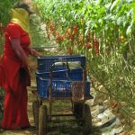 Tomate méditerranéenne : des surfaces en baisse