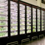 Le plus grand potager urbain indoor d’Europe a un an