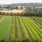 Des céréales entre les minivergers