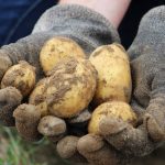 Pommes de terre bio : une production en hausse de 36 %