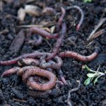 Et si les fruits et légumes adoptaient l’agriculture de conservation ?