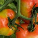 Un cas de TOBRFV confirmé en France