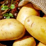 Un impact sur la transformation de pomme de terre