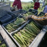 Asperge : Arterris dresse un premier bilan