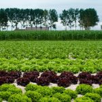 Renforcer l’indépendance alimentaire de notre pays