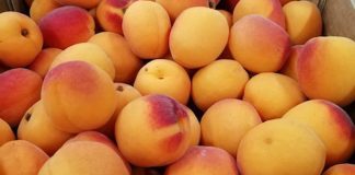 Fruits à noyau : une nouvelle association pour plus d’entraide