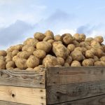 Une envolée des achats de pommes de terre