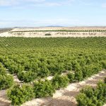 Espagne : des arrachages de plantation avancés