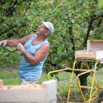Une récolte européenne d’abricots exceptionnellement faible