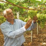 Regard d’expert commerce international : le raisin de table