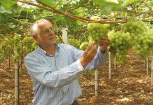 Regard d’expert commerce international : le raisin de table