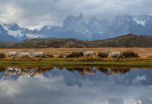 Regard d’expert commerce international : l’Argentine