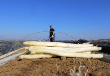Regard d’expert commerce international : l’asperge