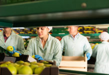 Regard d’expert commerce international : la pomme