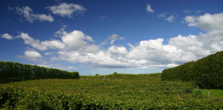 Des récompenses pour promouvoir l’agroécologie