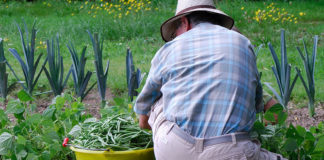 Le jardin urbain comme levier de la transition