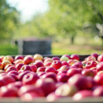 Appel lancé à l’industrie de la filière pommes
