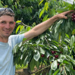 Cerise : la pleine saison !