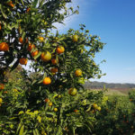 Clémentine corse cherche valorisation