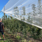 Nouvelles approches techniques en pomme