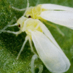 Comprendre le transfert de gènes entre plante et insecte