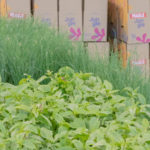 Des herbes aromatiques engagées