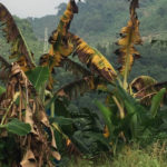 Banane : la sécurité alimentaire menacée en Afrique