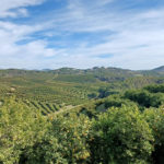 Des agrumes bio et neutres en carbone