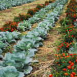 “Une agriculture européenne sans pesticides chimiques en 2050” ?