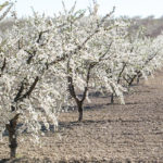 La filière amande intéresse les Espagnols