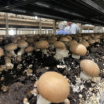 Champignon : un marché en plein boum