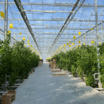 Vaucluse : un Geiq pour faciliter l’emploi agricole