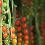 Tomate : à la croisée des chemins