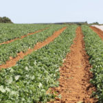 Des plantations de melon un peu frileuses