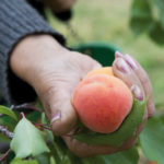 Pêches, nectarines, abricots : nouvelle ère, nouvelles voies ? main tenant des abricots