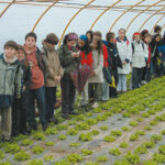 « Agriculteurs : quelles clés pour réussir ? » Visite de serres de salades par des enfants