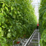 Le retour des légumes bio produits sous serres chauffées Serre de tomates