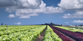 champ de salades en Israël