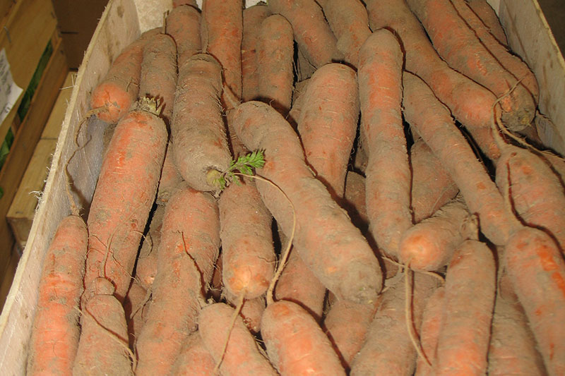 carottes bio des sables