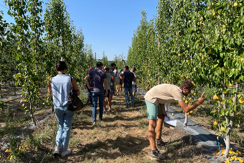 La station d’expérimentation La Pugère, à Mallemort, dans les Bouches-du-Rhône, a organisé le 23 août une visite de démonstration d’essai de la nouveauté variétale de poire Eden Gold.