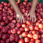 Pomme : la bascule va-t-elle s’opérer ? pommes