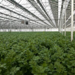 Céleris : deux légumes entre deux eaux céleri sous serre