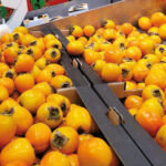 Kaki : un fruit de niche en développement kakis chez Leclerc